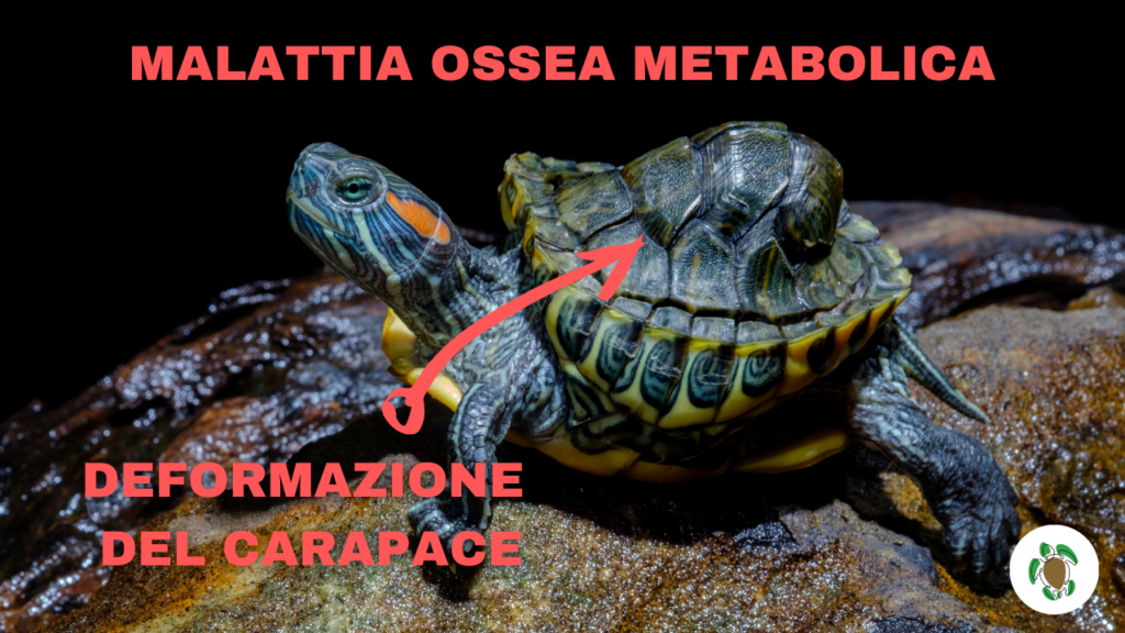 malattie delle tartarughe acquatiche