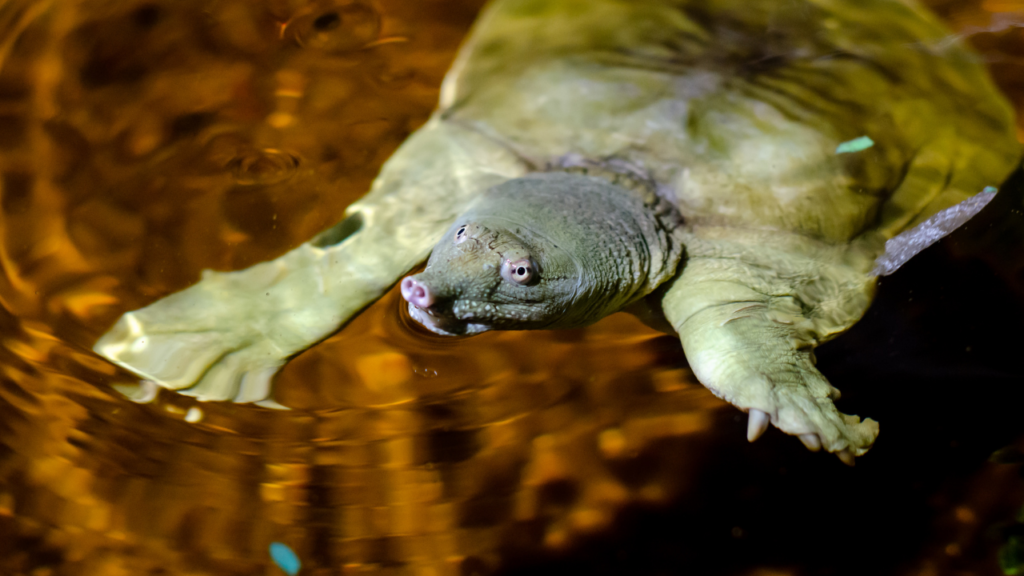 tartaruga dal guscio molle acquario