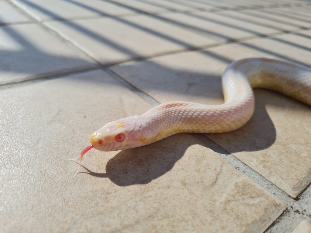 serpente del grano