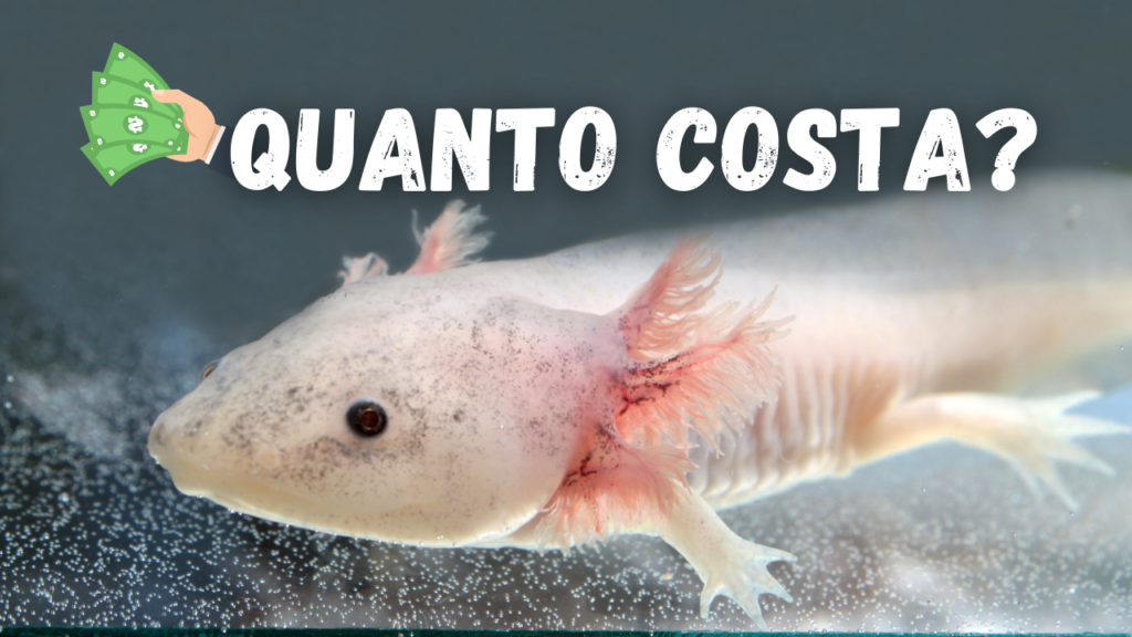 axolotl prezzo leucistico