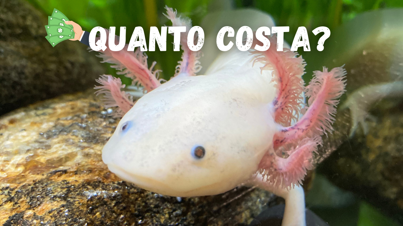 axolotl prezzo leucisitico