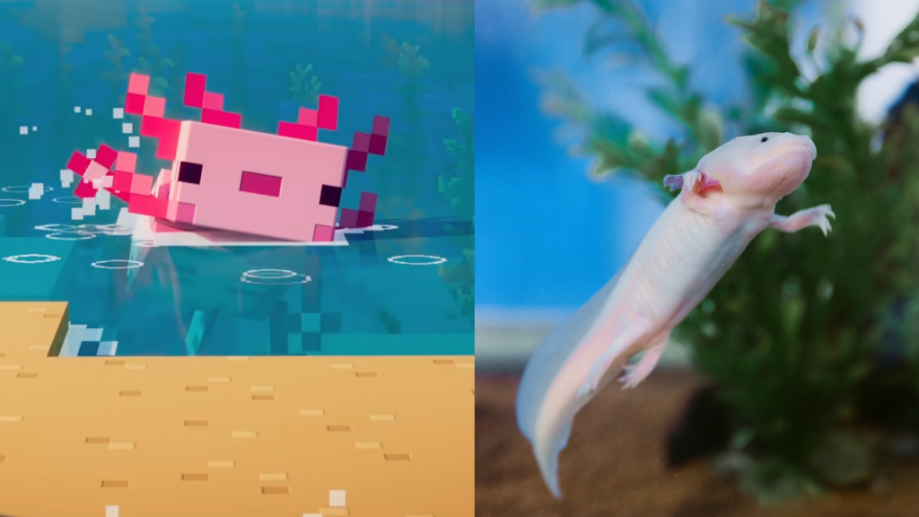  minecraft axolotl