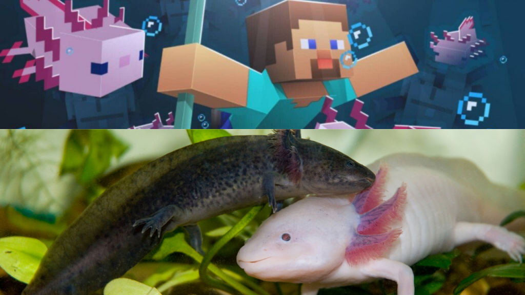 minecraft aquarium axolotl