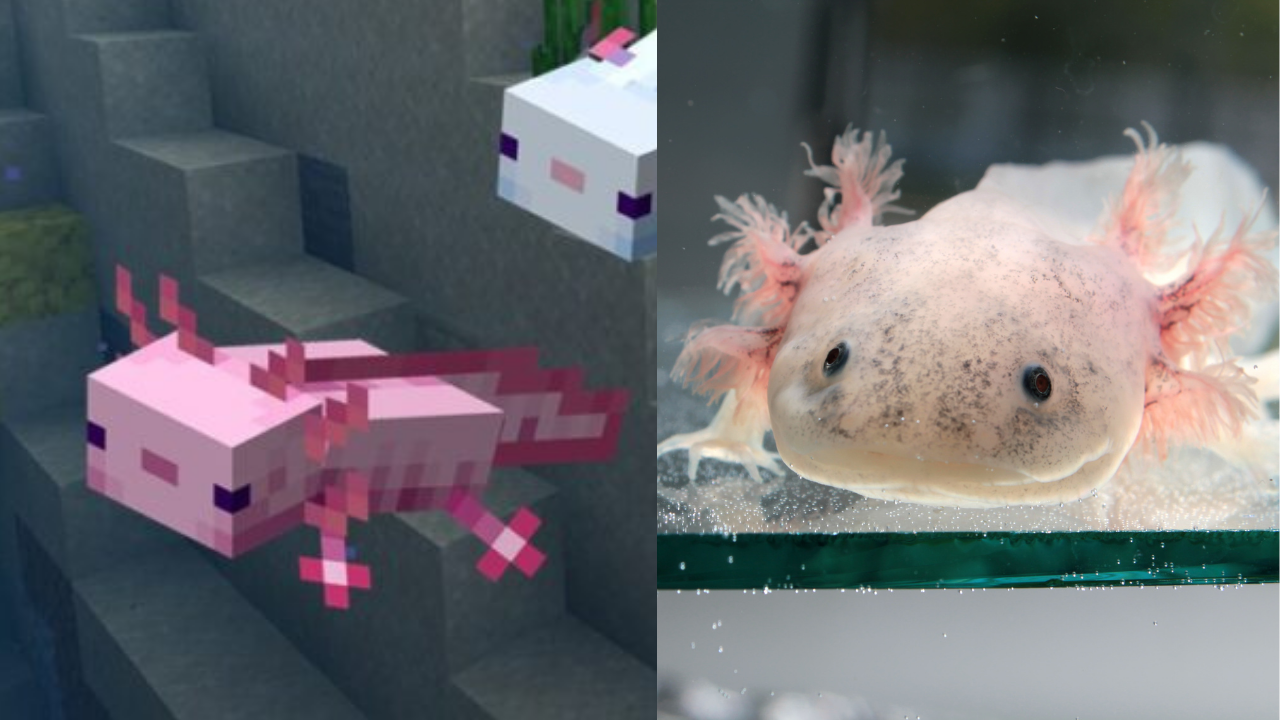 minecraft axolotl