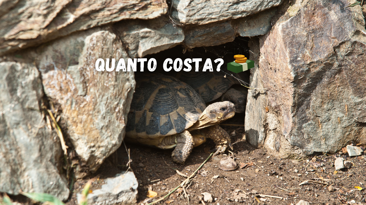 tartarughe di terra quanto costano?