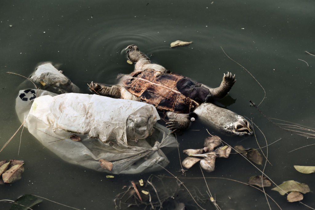 News animali esotici