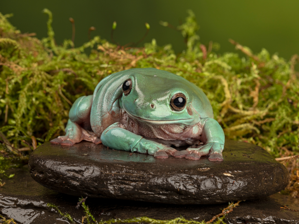 litoria caerulea allevamento