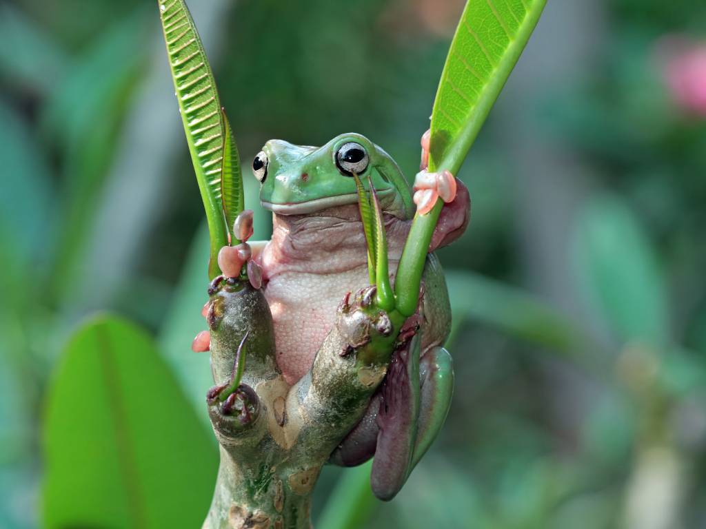 litoria caerulea allevamento