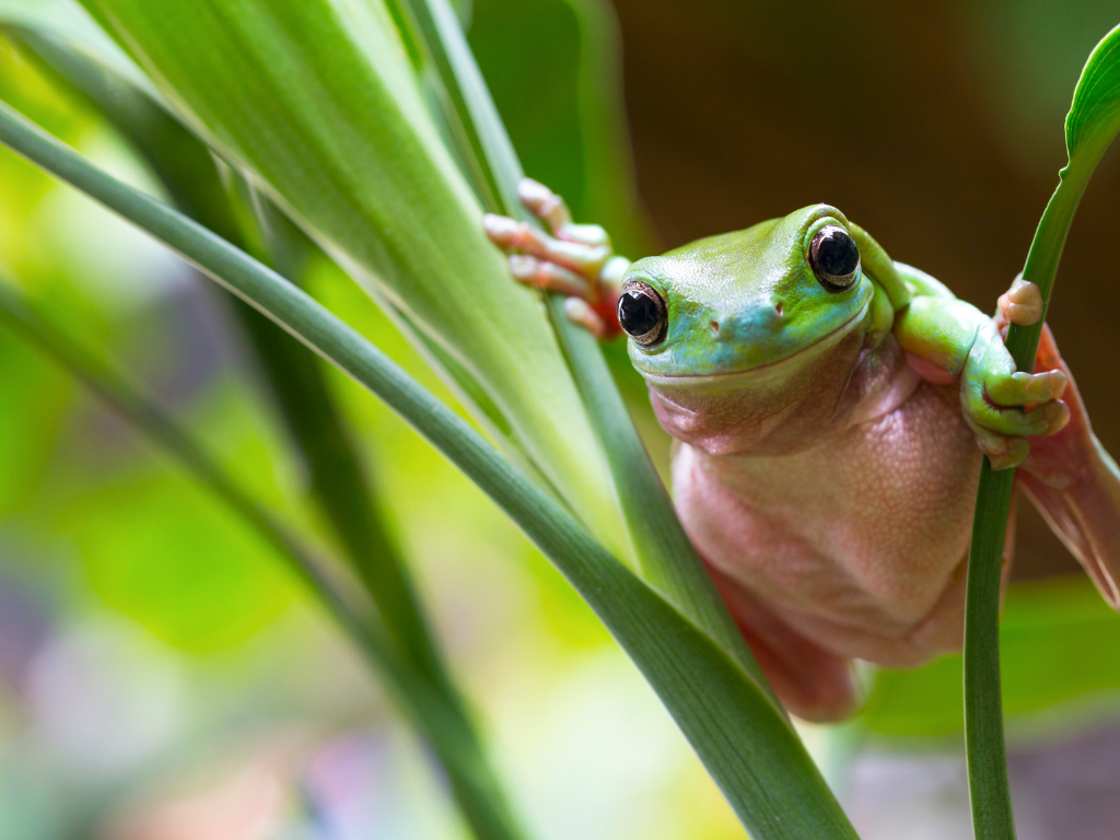 litoria caerulea allevamento