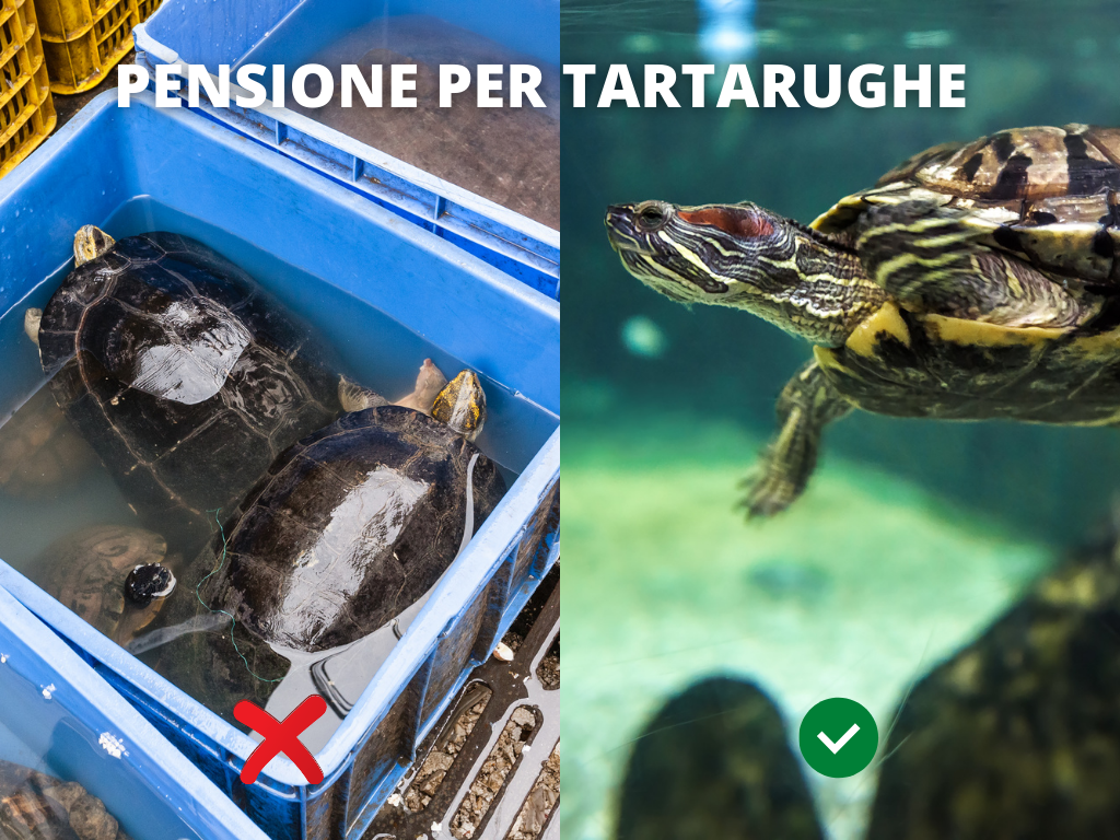 pensione tartarughe milano