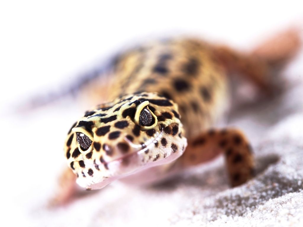 negozio animali esotici