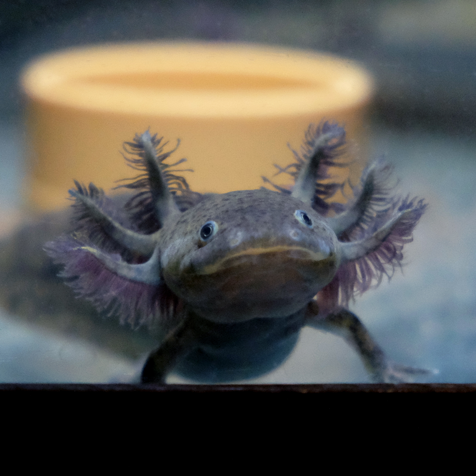 Comprare axolotl wild