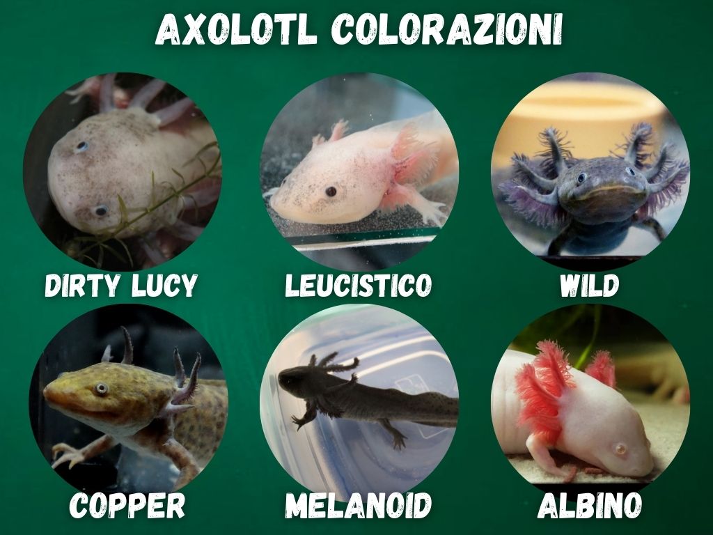 vendita axolotl morph colorazioni