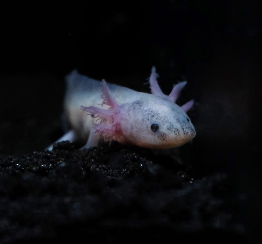 Vendita comprare axolotl dirty lucy