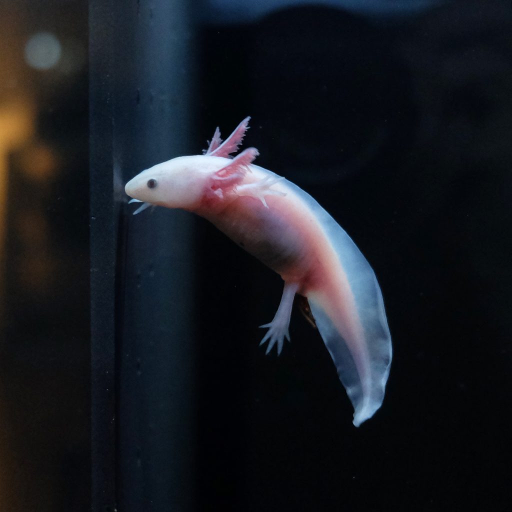 vendita axolotl leucsitico comprare