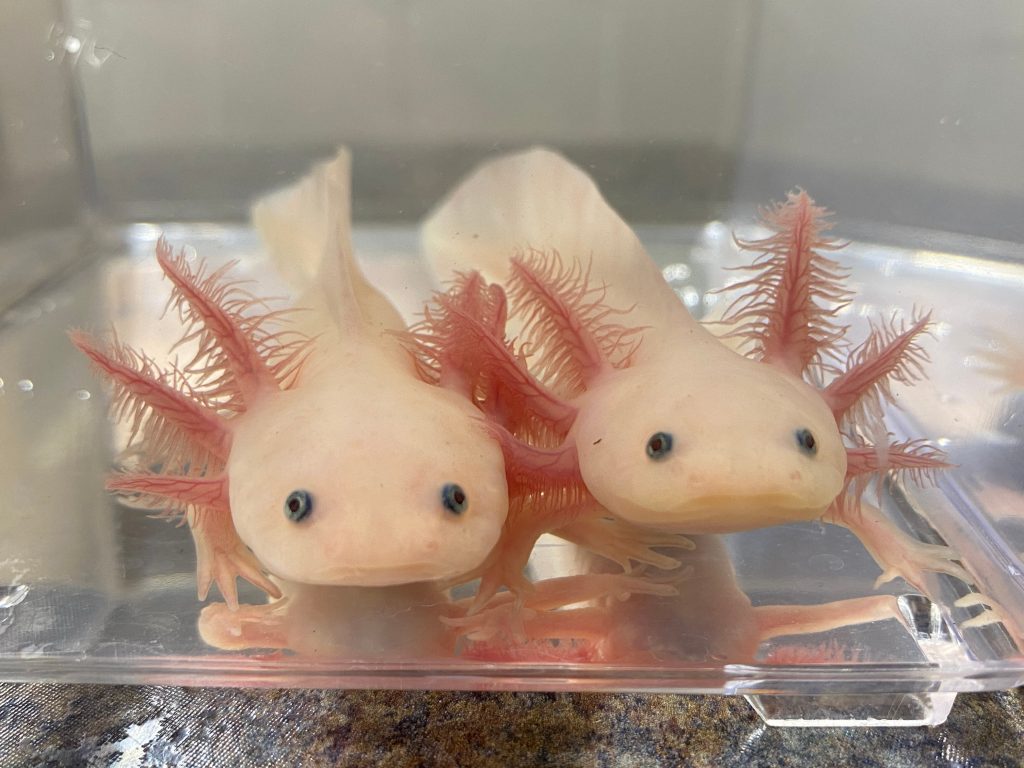 comprare axolotl 