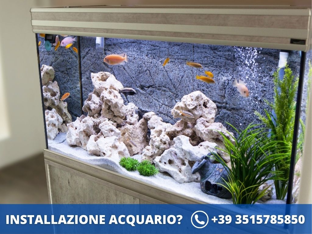 Manutenzione Acquario Milano