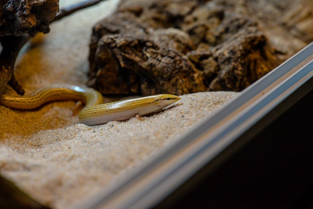 chalcides sepsoides