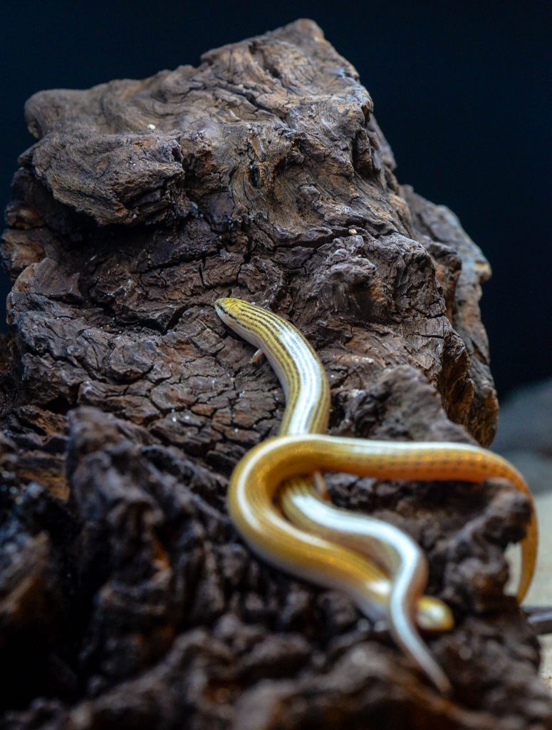 chalcides sepsoides © Omar Amerio 