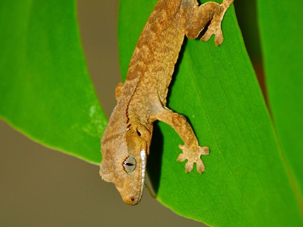 geco ciliatus vendita