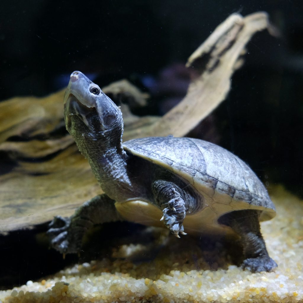 riconoscere specie tartarughe acqua sternotherus 