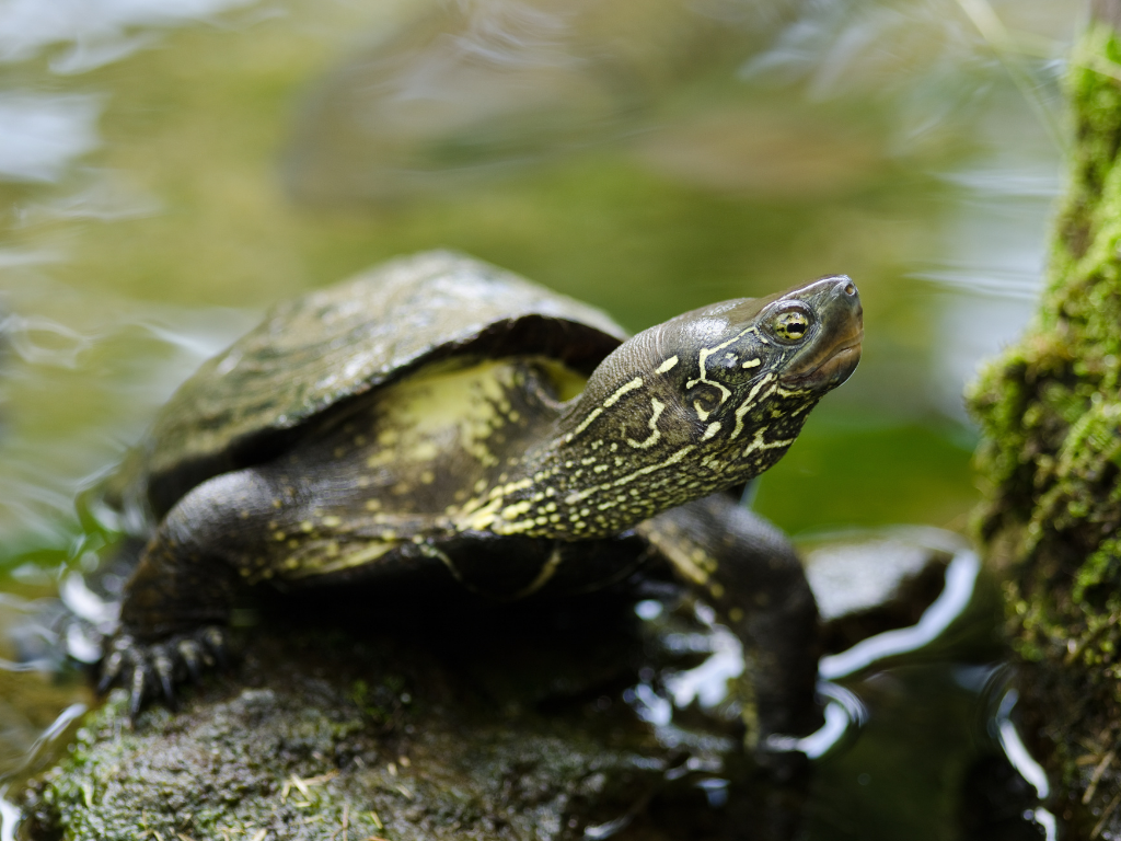 mauremys reevesi riconoscere specie tartarughe acqua