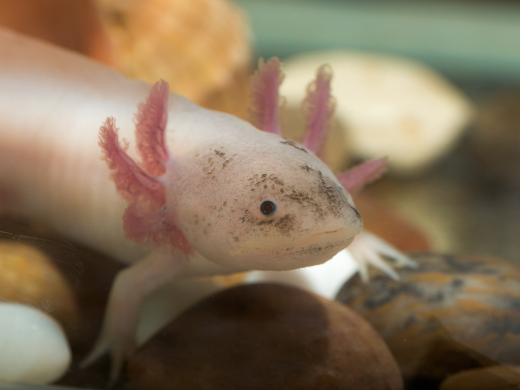 axolotl come si tiene