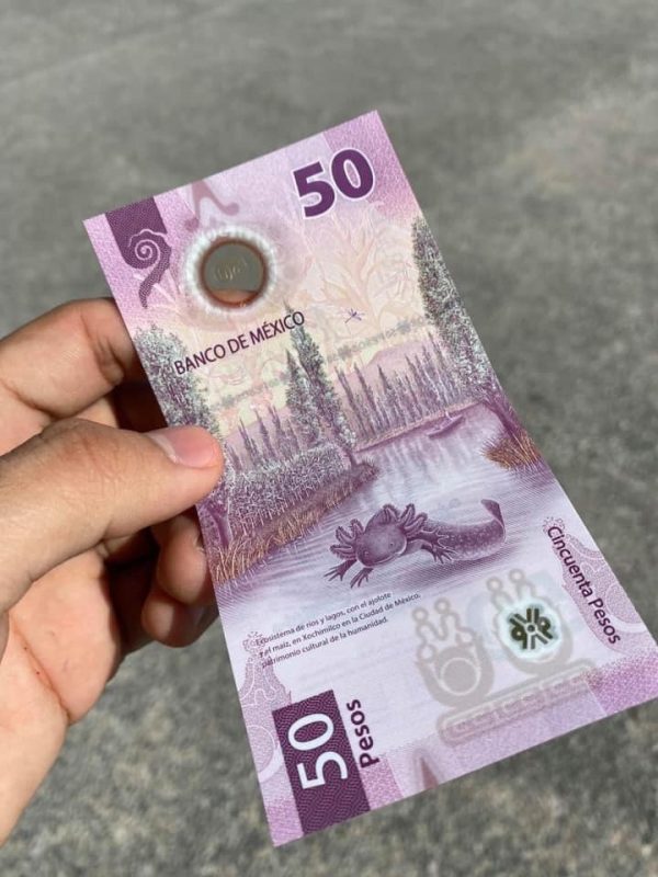 Banconota axolotl: i 50 pesos celebrano l'anfibio del web - TartaGuida