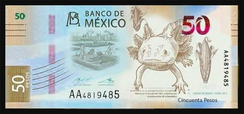 banconota axolotl