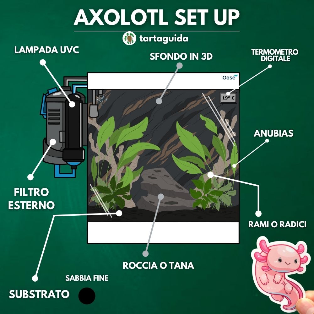 come tenere un axolotl