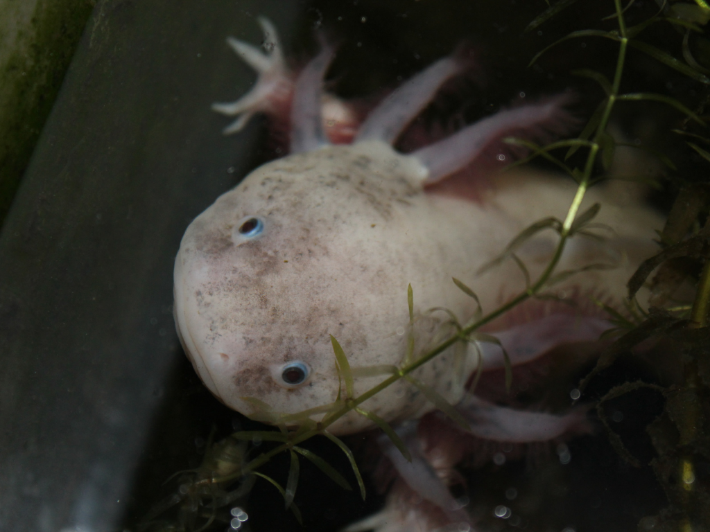 come tenere un axolotl