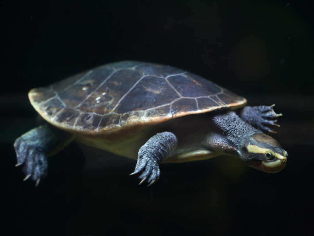 emyduyra subglobosa riconoscere specie tartarughe d'acqua dolce