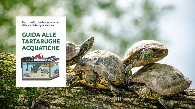 Libro Guida tartarughe d'acqua