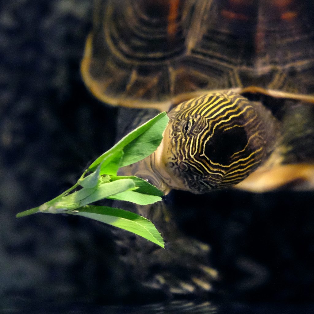 Mauremys sinensis