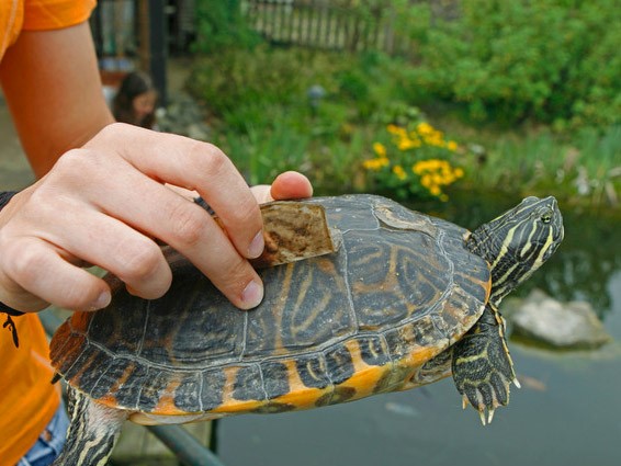 riconoscere pseudemys concinna tartaruga acqua specie