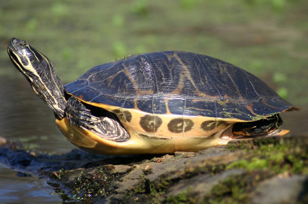 riconoscere pseudemys floridiana specie tartarughe acqua dolce