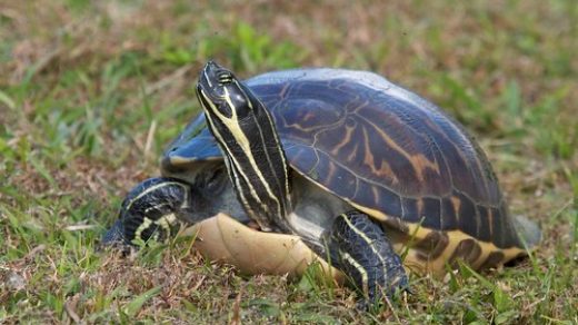 riconoscere specie tartaruga acqua dolce