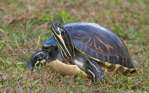 riconoscere pseudemys peninsularis