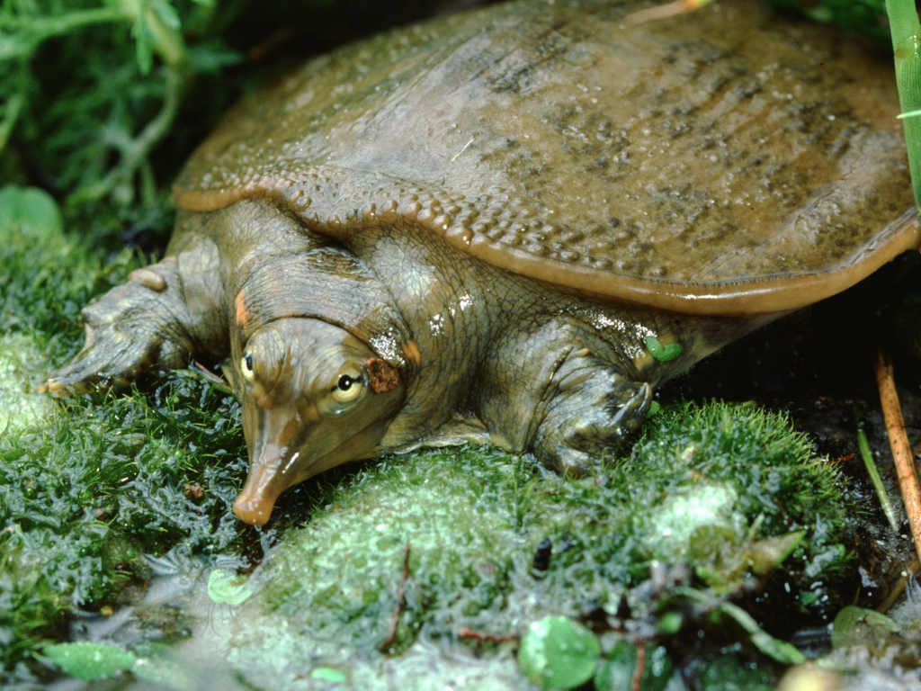 Riconoscere specie tartarughe acquatiche dal guscio molle