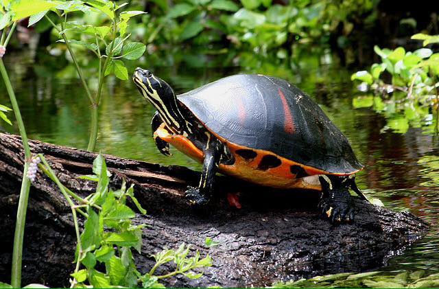 riconoscere specie tartaruga d'acqua