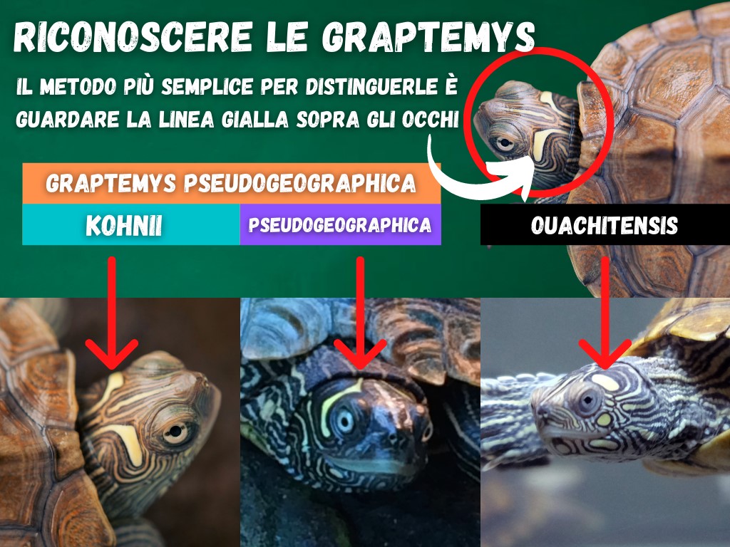 riconoscere specie tartaruga d'acqua graptemys