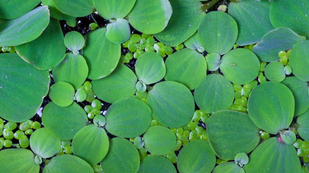 Tartarughe d'acqua allevamento piante laghetto