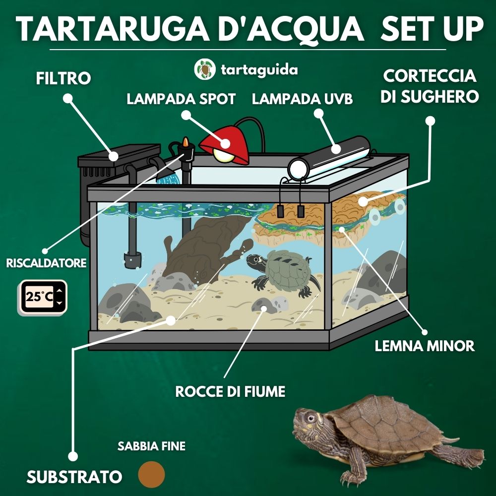 Tratarughe d'acqua allevamento