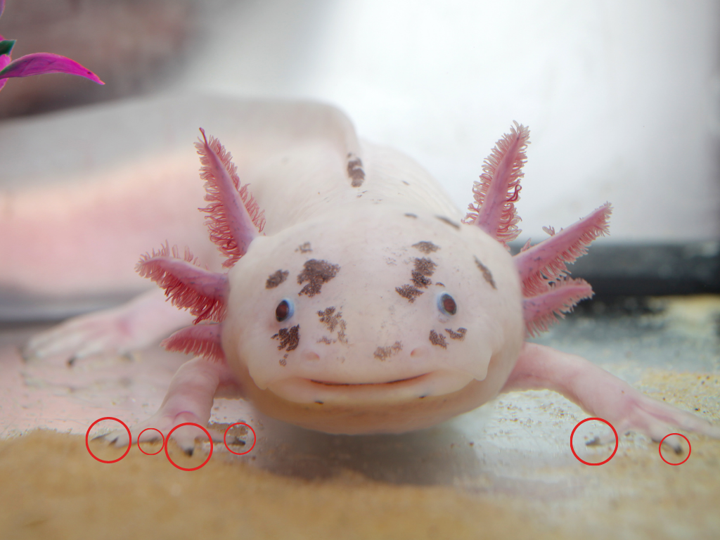 axolotl maschio femmina punti neri dita