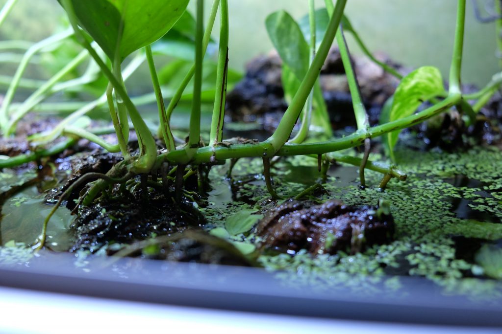 piante acquario tartaruga mata mata