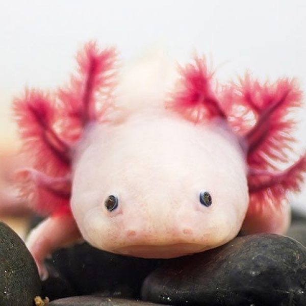axolotl prodotti
