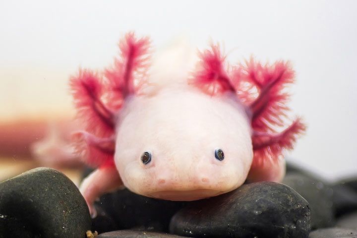 origine nome axolotl