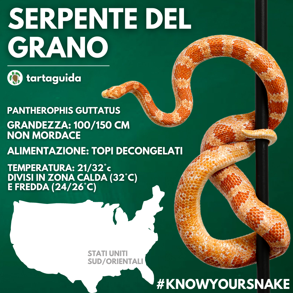 serpente del grano