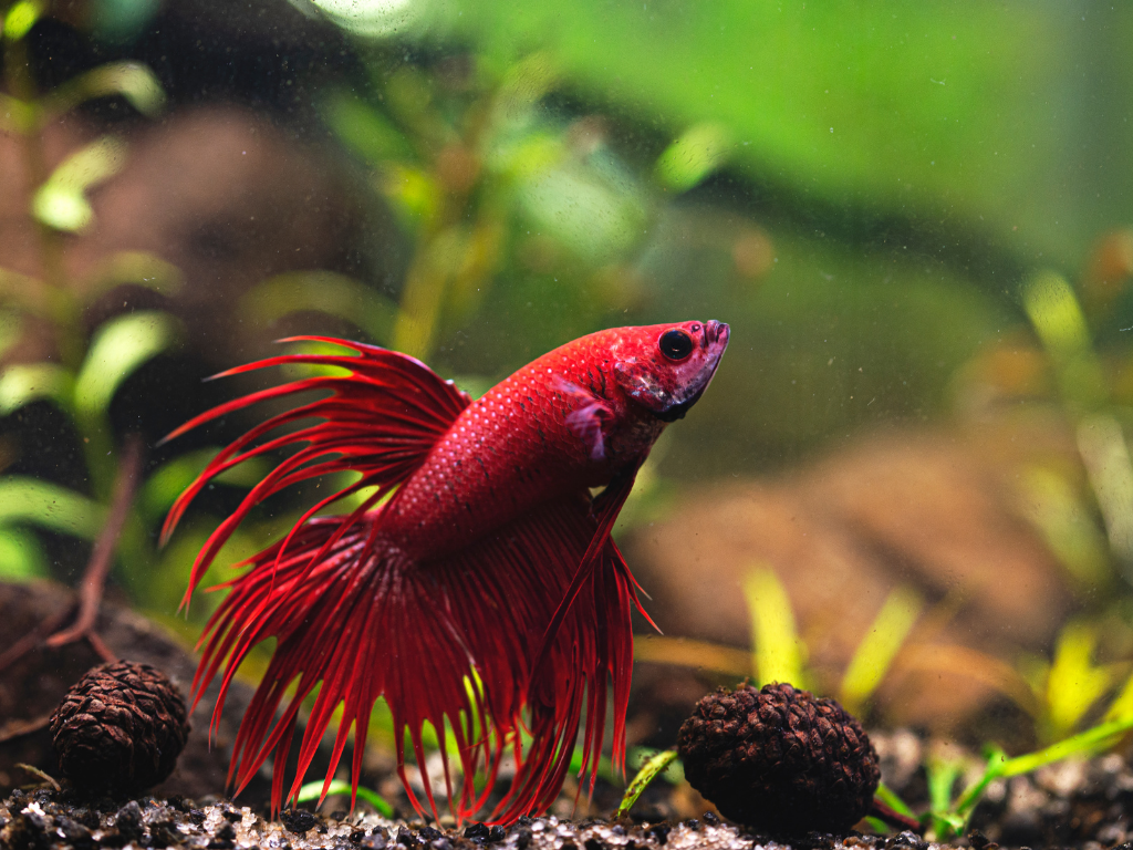 acquario betta splendens