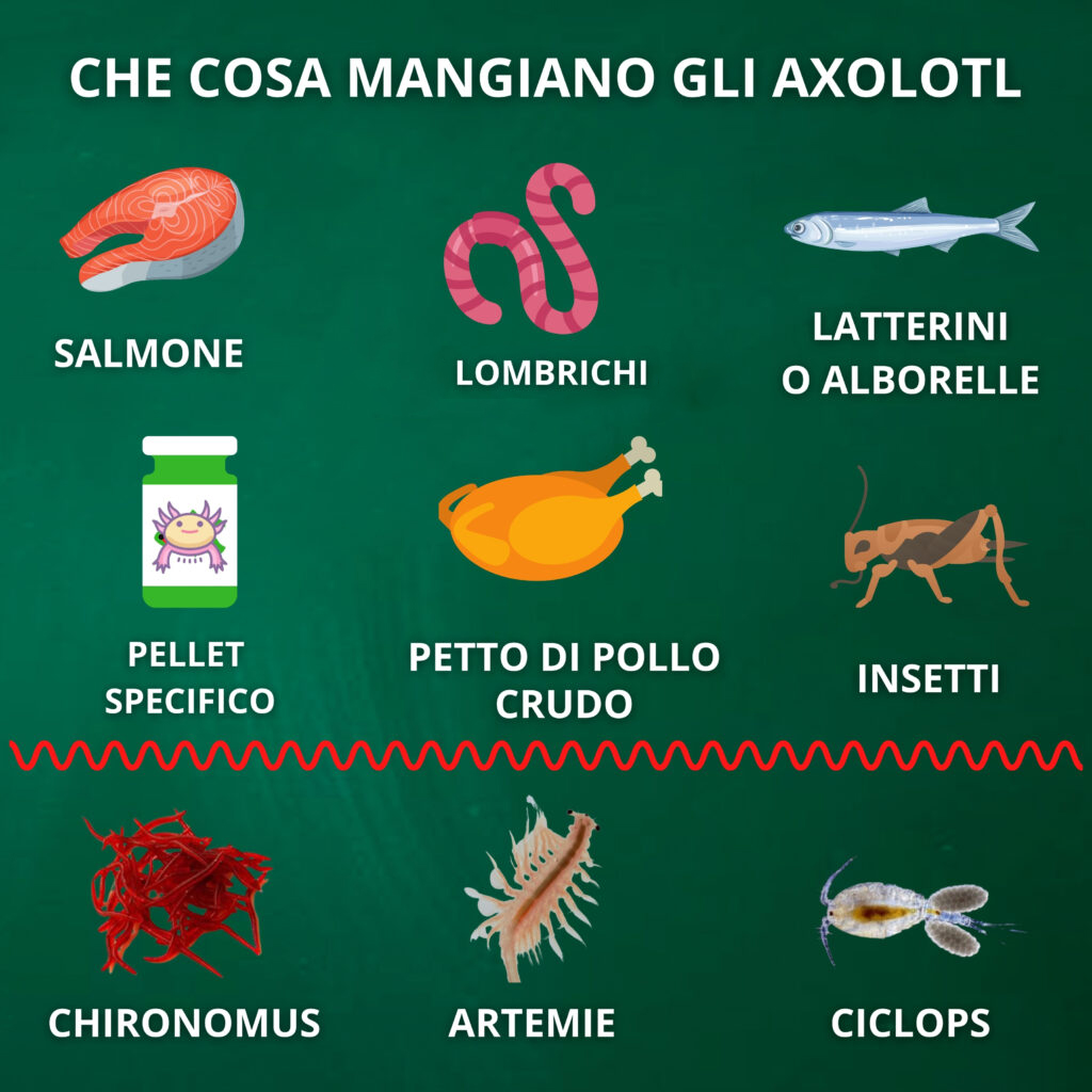 axolotl che cosa mangiano